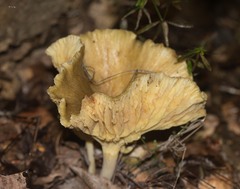 Gerronema strombodes