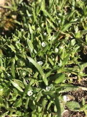 Plagiobothrys procumbens