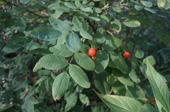 Rosa acicularis