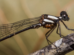Nososticta impercepta