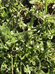 Plagiobothrys procumbens