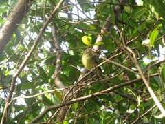 Vireo pallens