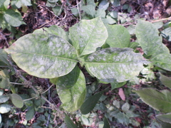 Erysiphaceae