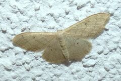 Idaea straminata