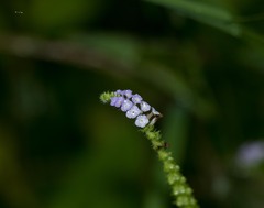 Heliotropium europaeum