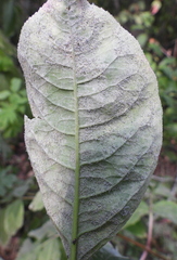 Erysiphaceae