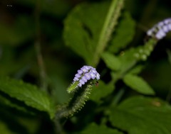 Heliotropium europaeum