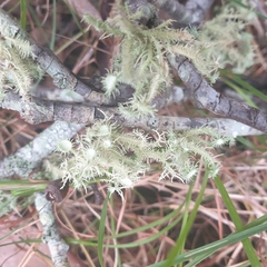 Usnea hirta
