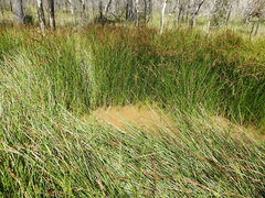 Machaerina rubiginosa