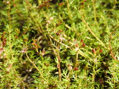Myriophyllum gracile