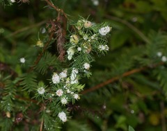 Taxodiomyia cupressiananassa