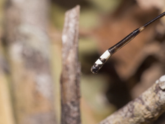 Nososticta impercepta