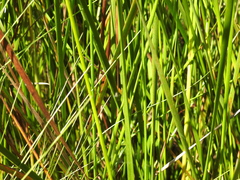 Machaerina rubiginosa