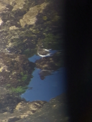 Arenaria melanocephala