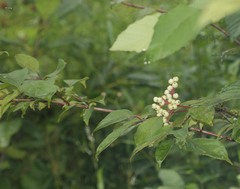Cornus drummondii