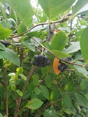 Aronia