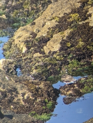 Arenaria melanocephala