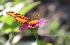 Dryas iulia moderata