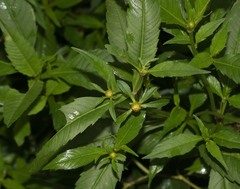 Bidens discoidea
