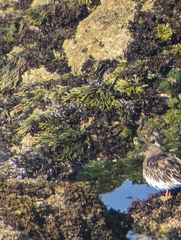 Arenaria melanocephala