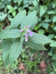 Stachys tenuifolia