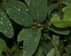 Hypericum walteri