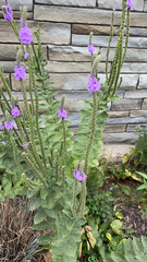 Verbena stricta