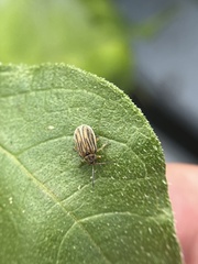 Ophraella communa