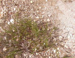 Verbenaceae