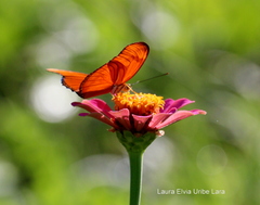 Dryas iulia moderata