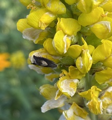 Grapholita compositella