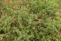 Correa glabra leucoclada