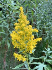 Solidago lepida