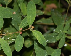 Hypericum walteri