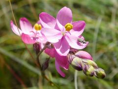 Ixia trinervata