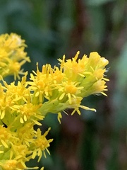 Solidago lepida