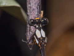 Nososticta impercepta