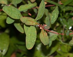 Hypericum walteri