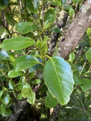 Griselinia littoralis