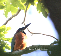 Eumomota superciliosa