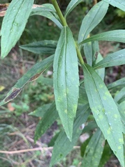 Solidago lepida