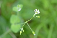 Drymaria villosa