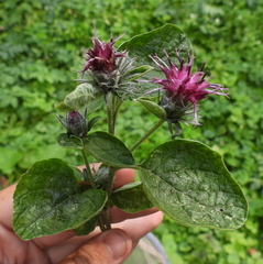 Arctium tomentosum