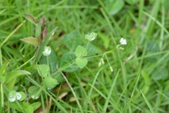 Drymaria villosa