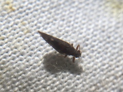 Trichochermes walkeri