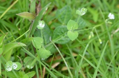 Drymaria villosa