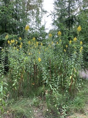 Solidago lepida