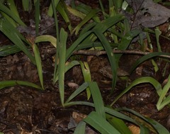 Iris cristata