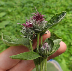 Arctium tomentosum
