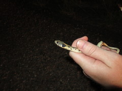 Thamnophis cyrtopsis cyrtopsis